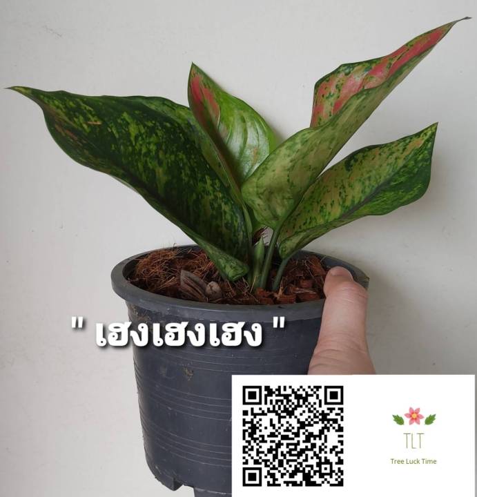 ต้นเฮงเฮงเฮง-aglaonema-sp-heng-heng-heng-เฮงเฮงเฮง-ไม้ประดับและไม้มงคล-บรรจุขนาด6