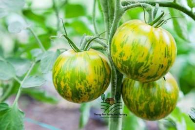 มะเขือเทศ ลูกท้อเหลืองม้าลาย BIO Striped Yellow Zebra Plum Tomatoes seed  มะเขือเทศลูกท้อ เมล็ดพันธุ์ราคาถูก บรรจุ 10 เมล็ด