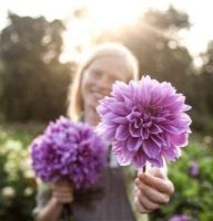 1 หัว/ออเดอร์ รักเร่ Dahlia Bulb สายพันธุ์ Lilac Time หัวรักเร่ ดอกไม้ หัวหน่อ เหง้า นำเข้า เนเธอร์แลน หัวสดใหม่