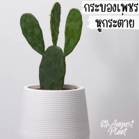 ต้นกระบองเพชร แคคตัส บันนี่หูกระต่าย สไตล์มินิมอล กระถาง7นิ้ว Bunny ears cactus ตกแต่งบ้าน มินิมอล