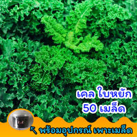 เคลใบหยิก 50 เมล็ด ?พร้อมอุปกรณ์เพาะเมล็ด คะน้าเคลใบหยิก เคลใบหงิก Kale แคลอรี่ต่ำ ไฟเบอร์สูง?