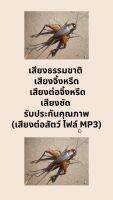 เสียงธรรมชาติ เสียงจิ้งหรีด  เสียงชัด รับประกันคุณภาพ (เสียงต่อสัตว์ ไฟล์ MP3)