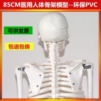 Medical human cervical spine bone model 85 cm body skeleton model model
