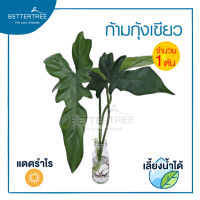 ก้ามกุ้งเขียว (จำนวน 1 ต้น) สามารถเลี้ยงน้ำได้ Philodendron Pedatum ต้นไม้ฟอกอากาศ   Philodendron ต้นไม้