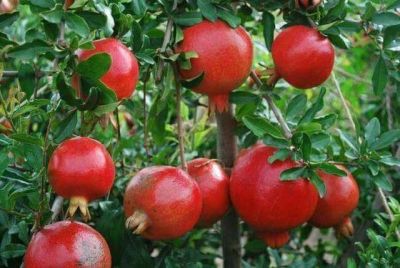 20 เมล็ด เมล็ดทับทิม (Pomegranate) สายพันธุ์ แดงมารวย ของแท้ 100% อัตราการงอก 70-80% Pomegranate Seed มีคู่มือปลูก