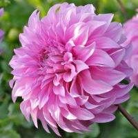 20 เมล็ดพันธุ์ รักเร่ Dahlia Seeds สายพันธุ์ VASSIO MEGGOS สีม่วง รักเร่ รักแรกพบ ดอกไม้แห่งมิตรภาพ ความรักเริ่มต้น เพาะเลี้ยงง่าย ตั้งโต๊ะทำงาน