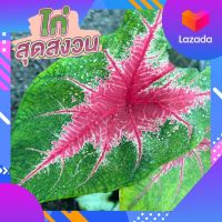 ไก่สุดสงวน บอนสีไก่สุดสงวน Caladium Thailand