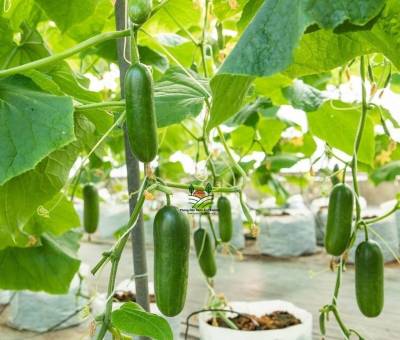 เมล็ดพันธุ์แตงกวาหอมใบเตย Cucumer Hom Baituey Seeds แตงกวา เนื้อกรอบ รสชาติดี ปลูกง่าย ติดผลดก บรรรจุ 5 เมล็ด