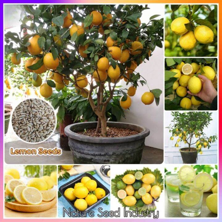 20seeds/pack Dwarf Lemon Seeds for PlantingFruit Seeds Bonsai Tree
