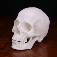Qearl Human Skull White Resin Model Medical Halloween Realistic 1:1 Statue Decor