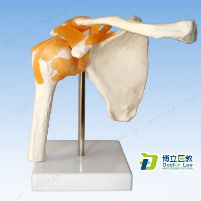 This model demonstrate skeleton model of human body joint clavicle arthroscopic shoulder surgery