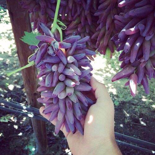 Grape fingers don't look like grape finger seeds Lazada