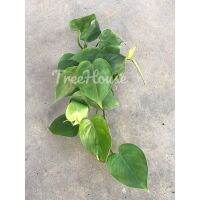 ( Promotion+++) คุ้มที่สุด ฟิโลเดนดรอนใบหัวใจ ใบเป็นรูปหัวใจ (Philodendron scandens) กระถาง 4-5 นิ้ว ราคาดี พรรณ ไม้ น้ำ พรรณ ไม้ ทุก ชนิด พรรณ ไม้ น้ำ สวยงาม พรรณ ไม้ มงคล