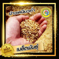 เมล็ดพันธุ์ข้าวเหนียวก่ำ