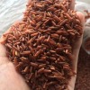 1kg gạo lứt đỏ huyết rồng - hạt dài đỏ giàu dinh dưỡng, tốt cho sức khỏe - ảnh sản phẩm 6