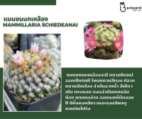 แมมมิลลาเรีย Mammillaria (แมมขนนกเหลือง) แคคตัส กระบองเพชร กระถางละ 35 บาท MA02