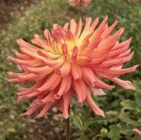 1 เหง้า/ชุุด รักเร่ Dahlia Bulb สายพันธุ์ Camano Sitka หัวรักเร่ ดอกไม้ ดอกรักเร่ เหง้า นำเข้า ยุโรป หัวสดใหม่ ผ่านการแช่เย็นแล้ว