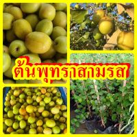 พุทราสามรส ต้นพันธุ์ทาบกิ่งสูง 40-50 ซม. ปลูกง่าย โตเร็ว 1 ปีติดผล พันธุ์แท้ 100%