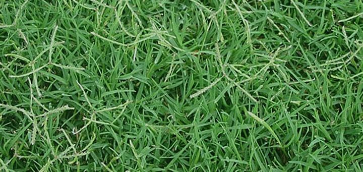 ขายส่ง-100-กรัมหรือ-1-ขีด-เมล็ดหญ้าเบอร์มิวด้า-bermuda-grass-หญ้าแพรก-หญ้าปูสนาม-สนามหญ้า-พืชตระกูลหญ้า-เมล็ดพันธ์หญ้า-ปูสนาม-สนามหญ้าและสวน