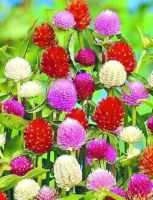 100 เมล็ดพันธุ์ Garden Seed บานไม่รู้โรย คละสี Gomphrena Mix Seeds ดอกไม้ พรรณไม้ คุณภาพ  ปลูกง่าย ออกดอกบ่อย ทนฝน ทนแดด