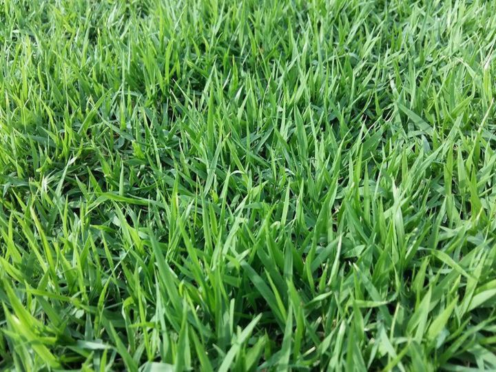 เมล็ดหญ้านวลน้อย-manila-grass-temple-grass-หญ้าปูสนาม-สนามหญ้า-หญ้าญี่ปุ่น-พืชตระกูลหญ้า-เมล็ดพันธ์หญ้า-หญ้ามาเลเซีย-หญ้าเบอร์มิวด้า-1-ออนซ์