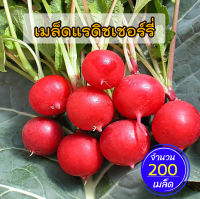 แรดิช (Radish) เมล็ดแรดิชเชอร์รี่แดง 200 เมล็ด?