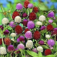 เมล็ดพันธุ์ บานไม่รู้โรย คละสี Gomphrena Mix Seed ดอกไม้ พรรณไม้ คุณภาพ 100 เมล็ด ปลูกง่าย ออกดอกบ่อย ทนฝน ทนแดด