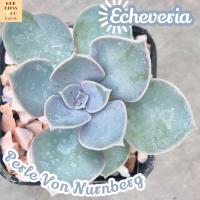 [กุหลาบหิน เพิร์ลวอนเนิร์นเบิร์ก] Echeveria Perle Von Nurn berg ส่งพร้อมกระถาง แคคตัส Cactus Succulent Haworthia Euphorbia ไม้หายาก พืชอวบน้ำ ไม้หนาม ไม้ทะเลทราย กระบองเพชร