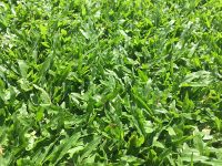 10 กิโลกรัม เมล็ดหญ้ามาเลเซีย Tropical Carpet grass Savanna Grass หญ้าปูสนาม สนามหญ้า พืชตระกูลหญ้า เมล็ดพันธ์หญ้า ปูหญ้า ปูสนาม