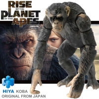 ของแท้ Figma Hiya Toys จากหนังดังเรื่อง Rise of the Planet of the Apes กำเนิดพิภพวานร Koba โคบา ลิงตัวร้าย 20th Century Fox Limited บุกพิภพมนุษย์วานร งานแท้ ฟิกม่า อานิเมะ Action Figure Original imported from Japan Animation Genuine Manga อนิเมชั่น