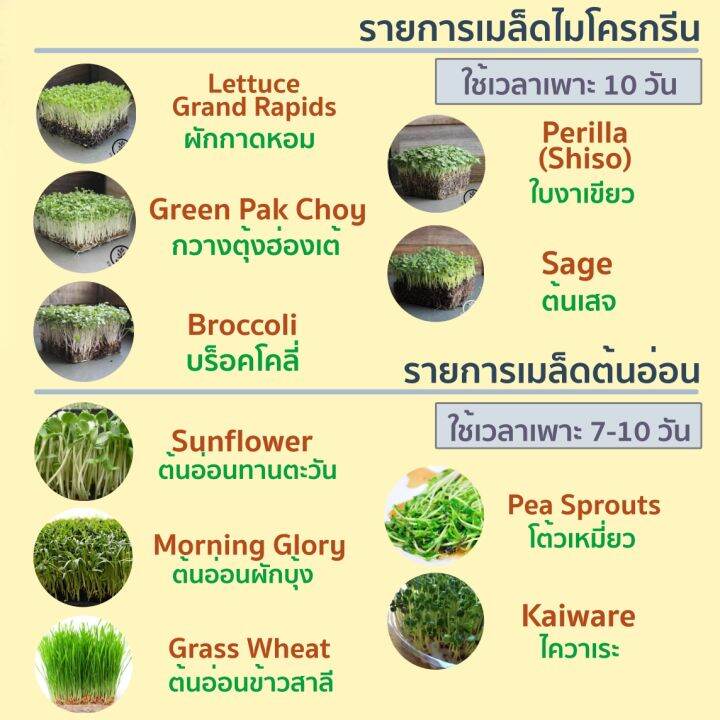 เมล็ดพันธุ์-โต้วเหมี่ยว-ต้นอ่อนถั่วลันเตา-อัตราการงอก-90-ขนาด-200-กรัม