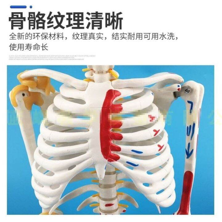 small-white-skeleton-model-of-human-body-medical-skeleton-skeleton-spine-85-cm-disc-ligament-with-neuromuscular-staining