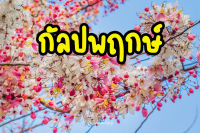 (ชุด 3 ต้น ส่งฟรี!! )"กัลปพฤกษ์" ดอกสีชมพูสะพรั่ง (เครมสินค้าฟรีเมื่อเกิดความเสียหาย)
