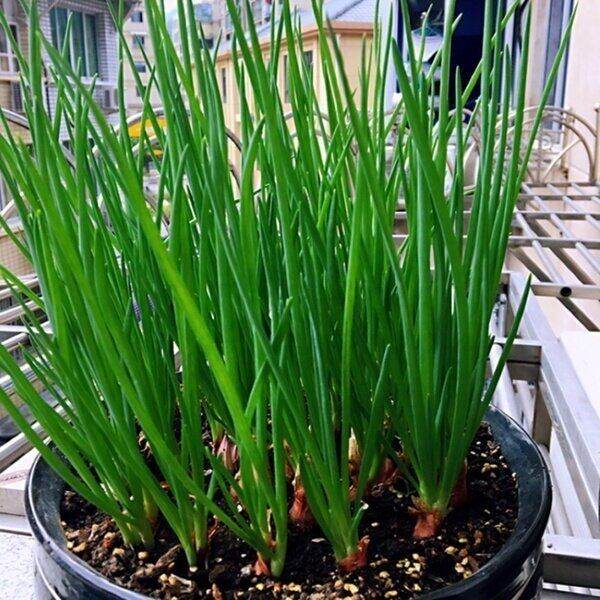 High Germination Shallot Tropical Seeds Vegetable Seed (not plants