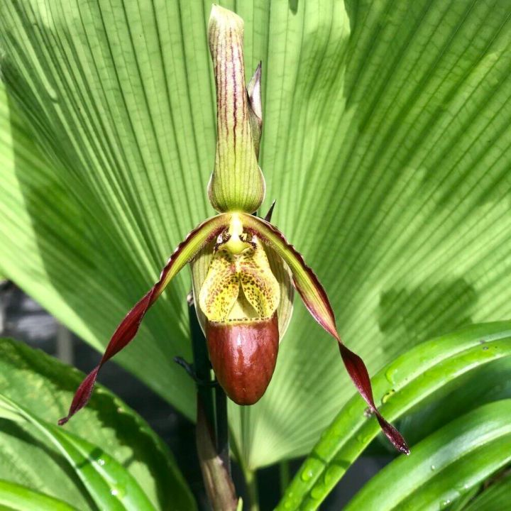 20-เมล็ดพันธุ์-bonsai-เมล็ดกล้วยไม้-กล้วยไม้-กล้วยไม้เอื้อง-phragmipedium-orchids-orchid-flower-seed-อัตราการงอกของเมล็ด-80-85