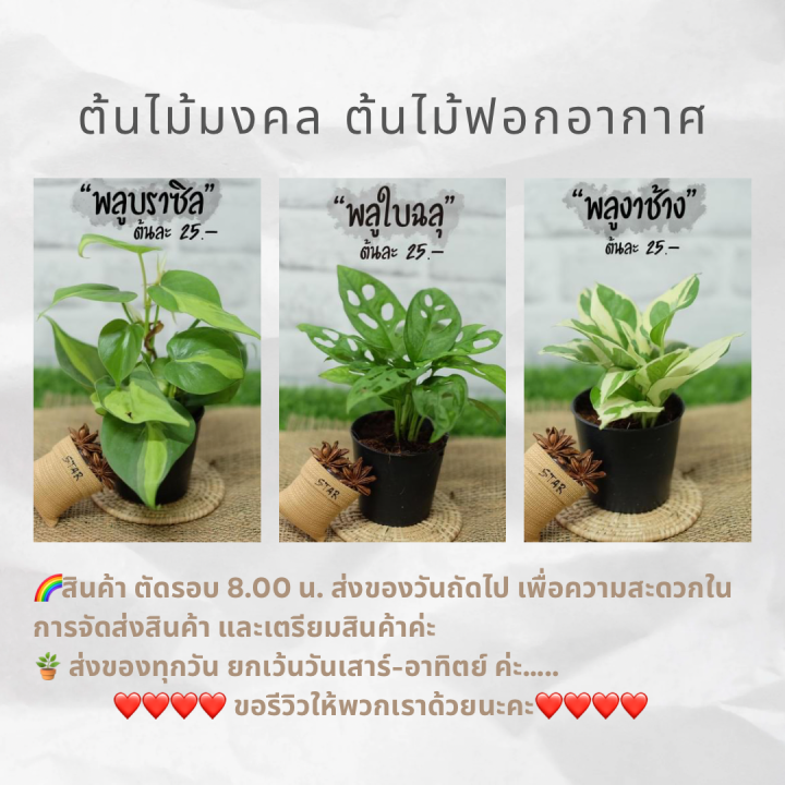 พร้อมส่ง-ต้นไม้มงคล-ต้นไม้ฟอกอากาศ-ตระกูลพลู-กระถาง-3-นิ้ว