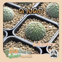 ต้นคางคกกลม ( ต้นกระบองเพชร Pseudolithos) ส่งทั้งกระถาง ?แคคตัส?