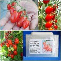 เมล็ดพันธุ์ มะเขือเทศ ดอลเซ่ วีต้า Dolce Vita Tomato F1 Seed 10 เมล็ด คุณภาพดี ราคาถูก ของแท้