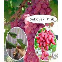 ?สินค้าขายดี? [Dubovski​ pink]ต้นองุ่น​ แบบกิ่งป่าตอนติดตาพันธุ์​ดี​ (หลายสายพัน​ธุ์)​