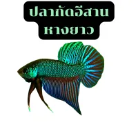 Betta สายพันธุ์ อีสานหางใบโพธิ์เพศผู้1 ตัว ส่งด่วน รับประกันการจัดส่ง ของดีมีคุณภาพ