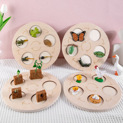 New Montessori Animals Life Cycle Board Set Lifestyle Stages Kids Teaching Tools Animal Growth Cycle Educational Open-ended Toys