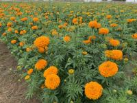 เมล็ด ดาวเรืองสีส้ม Orange Marigold 40-50เมล็ด ซองละ 29 บาท  ปลูกได้ตลอดปีทุกสภาพอากาศ ปลูกง่ายรายได้ดี ดอกไม้ทานได้