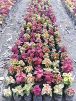 50 เมล็ด เมล็ดพันธุ์ ฤาษีผสม Coleus Seed เปอร์เซ็นการงอก  80-90% มีคู่มือปลูก