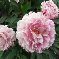 10 เมล็ด เมล็ดโบตั๋น ดอกโบตั๋น ดอกพีโอนี (Peony) สีชมพู Jin ling ดอกไม้นี้​เป็นสัญลักษณ์ของความมั่งคั่งร่ำรวย ความซื่อสัตย์ อัตรางอก 70-80%