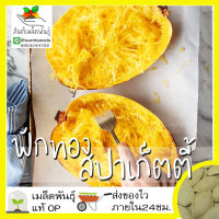 เมล็ดพันธุ์ ฟักทองสปาเก็ตตี้ 10 เมล็ด spaghetti squash Seed เมล็ดพันธุ์แท้ นำเข้าจากต่างประเทศ ปลูกผัก สวนครัว ถูกดี ฟักทอง