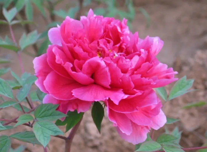 cây hoa PHÙ DUNG--TIÊN NỮ PHÙ DUNG--ĐỔI MÀU THEO NGÀY 