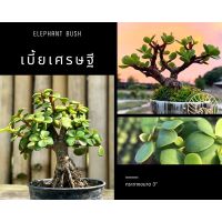 เบี้ยเศรษฐี?/ปะการังเขียว [Elephant bush / Portulacaria Afra.]??บอนไซจิ๋ว กระถาง 3”