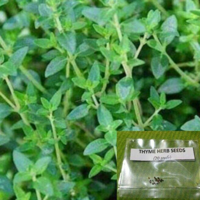 Thyme Herb Seeds Lazada PH