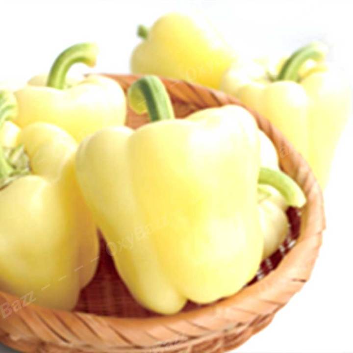 เมล็ดพริกหวาน-5-สี-เมล็ดพริกหยวก-15เมล็ด-เมล็ดพันธุ์พริกแอปเปิล-10แถม1