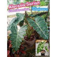 อโลคาเซีย ซาเรียน หูช้าง Alocasia Sarian Ele ?phants Ear​ ต้นไม้ฟอกอากาศ​ ไม้มงคล​ บอน​ บอนสี​ แต่งบ้าน​สวน​ ​ปุ๋ย​ ดิน